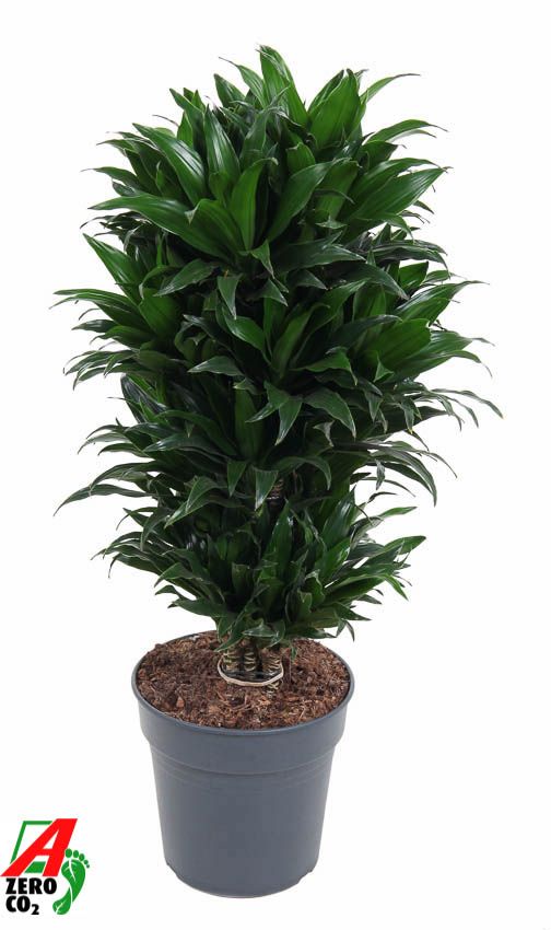 Dracaena Compacta vertakt P24, D 24