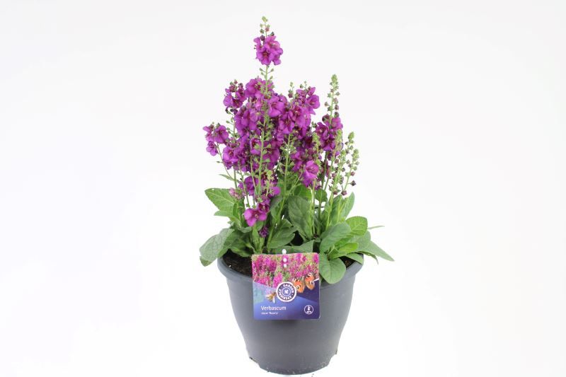 Verbascum chaixii Royalty, D 23