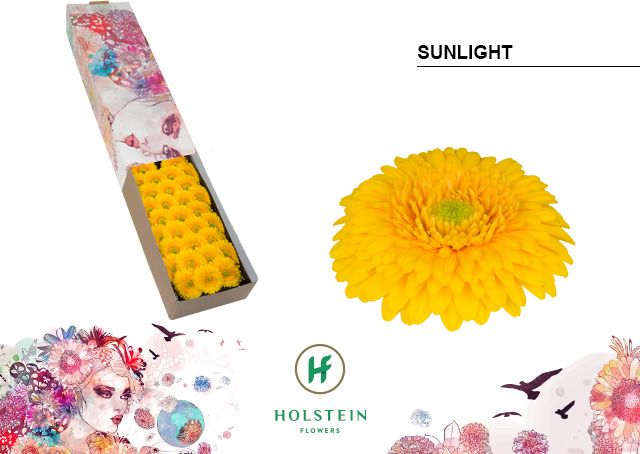 Гермини Помпон Санлайт x60, шт.