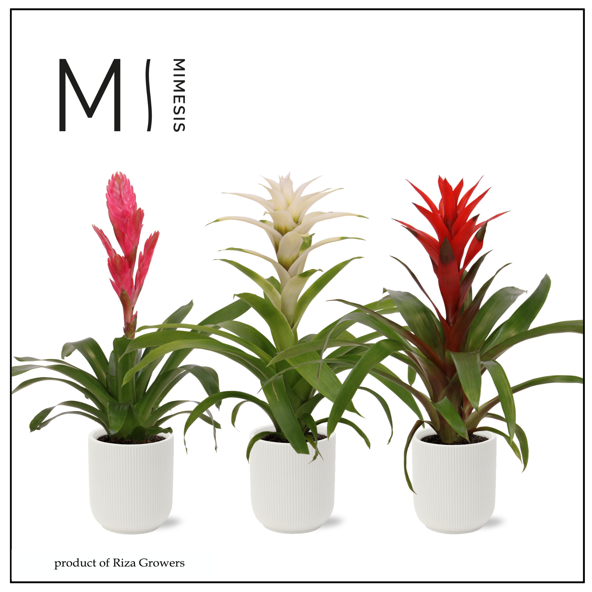 Bromelia Charming - 12cm in Atlanta White| Mimesis, D 12