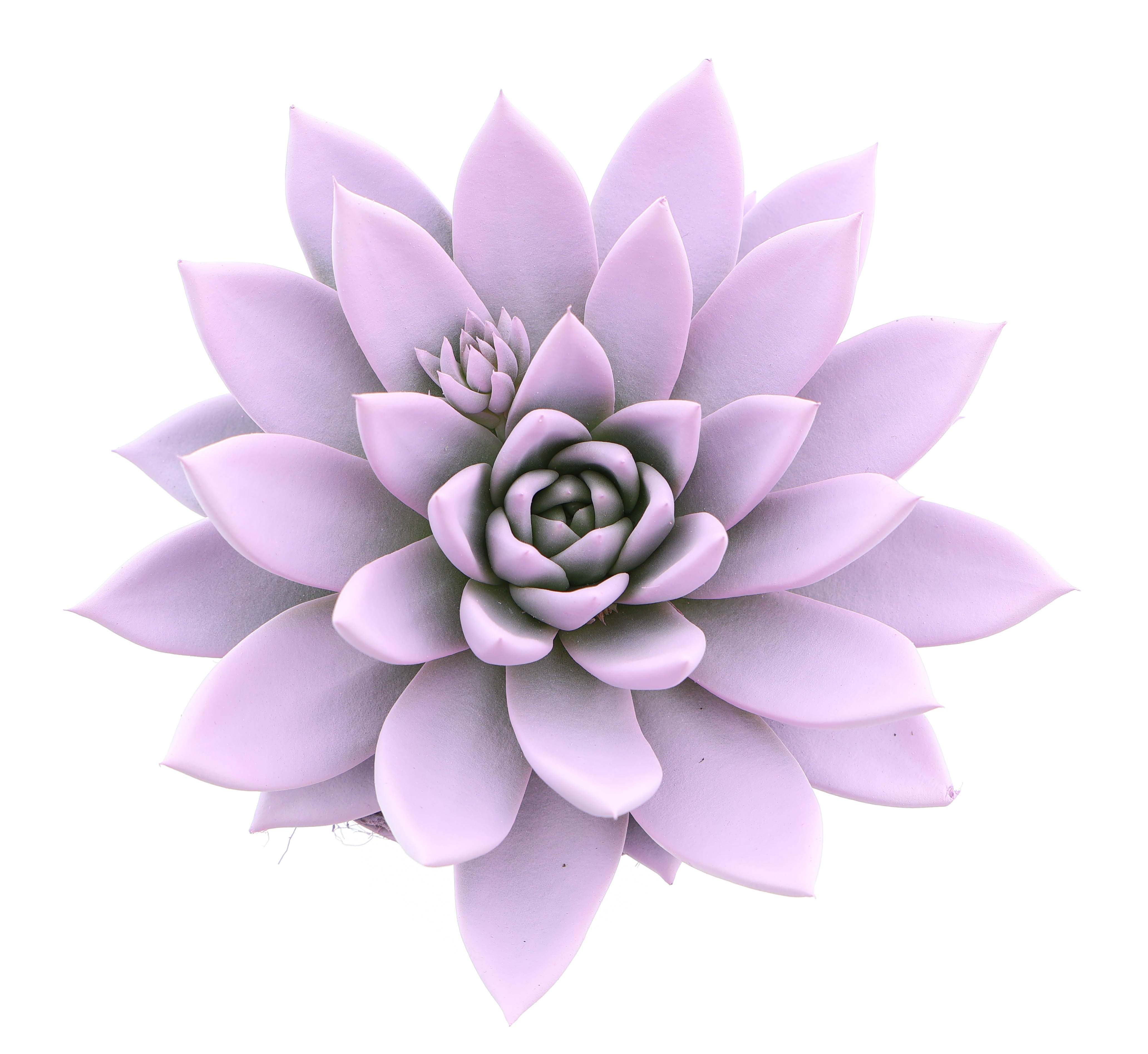 Rainbow baby pink, D 12