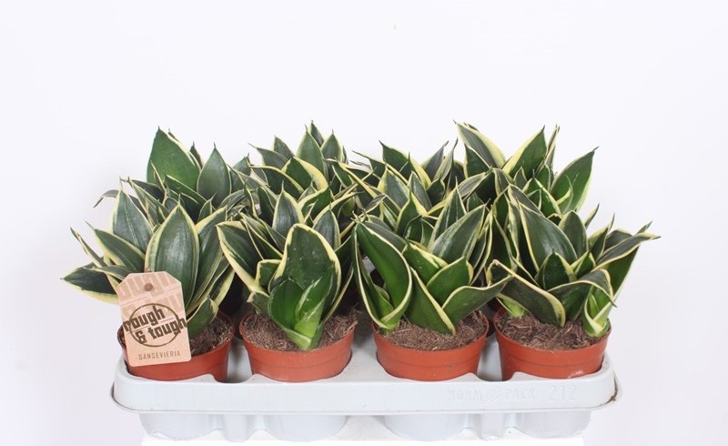 Sansevieria Lotus Hahni, D 9