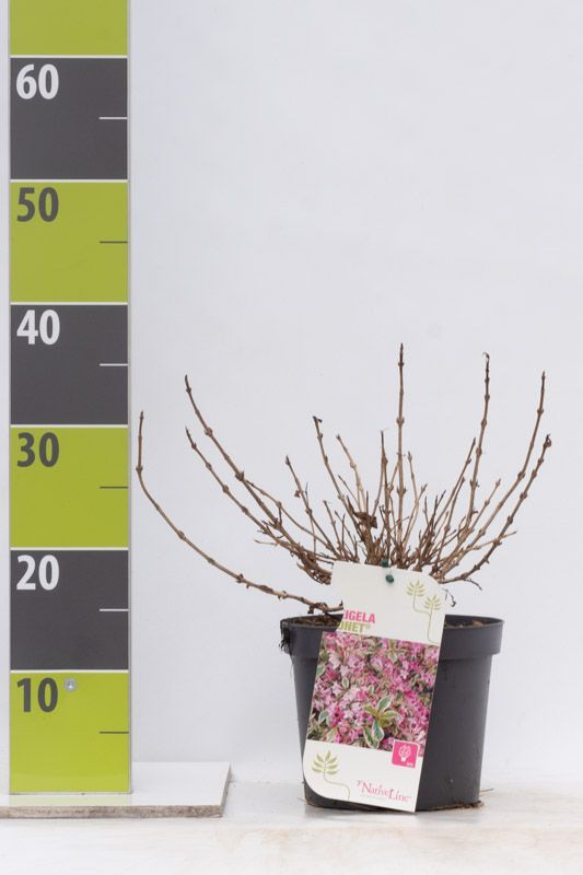 Weigela florida 'Monet' (S) C 3, D 19