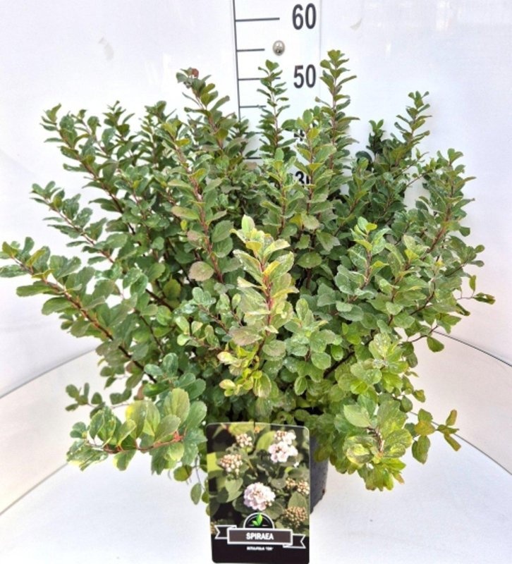Spiraea betulifolia 'Tor', D 29