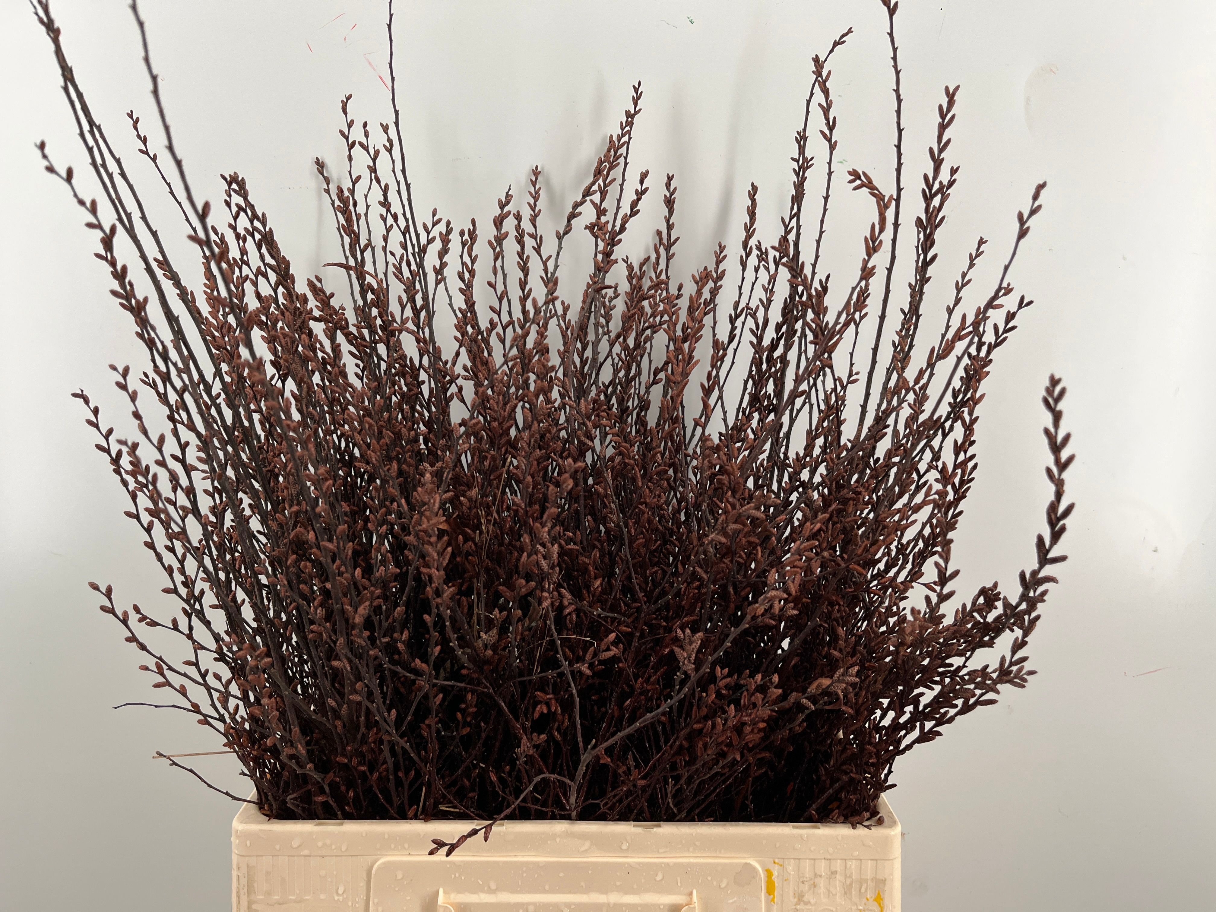 Мирика Гейл 60, шт.