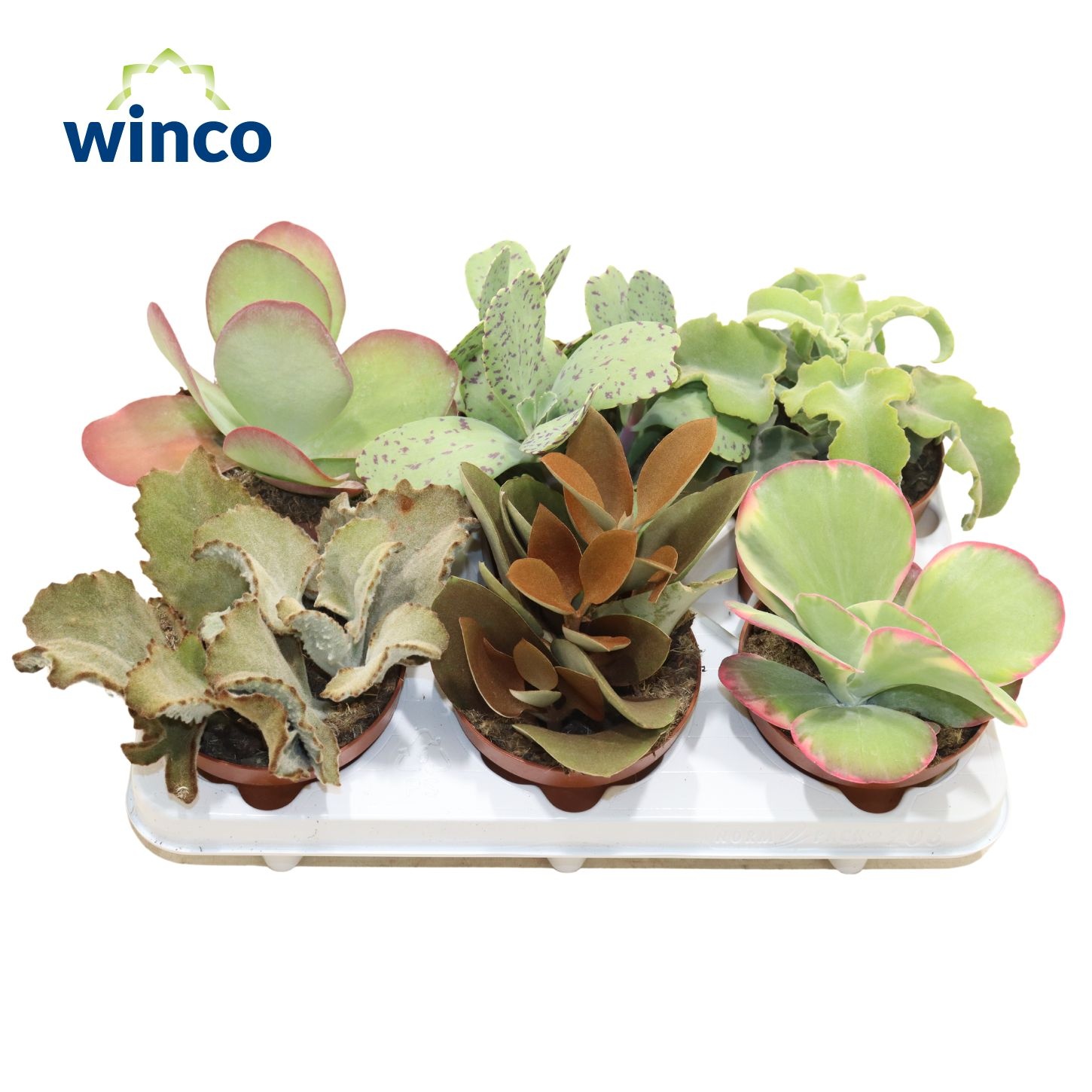 Kalanchoe Mix, D 12 cm Kalanchoe Mix, D 12 cm