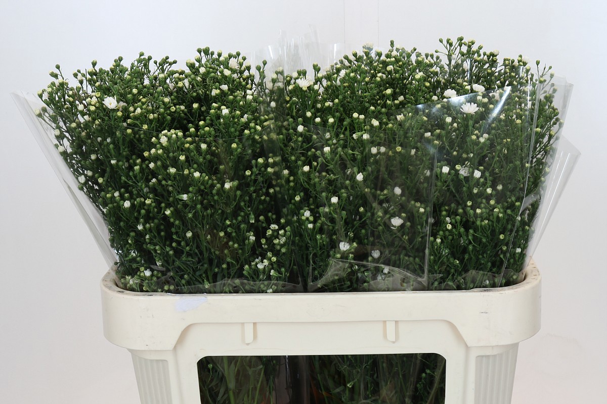 Астер Пакита 70, шт.