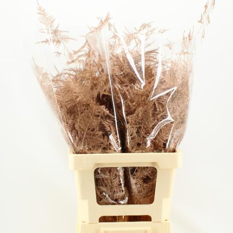 Аспарагус Овериг Крашеный (краш. ) 50, шт.