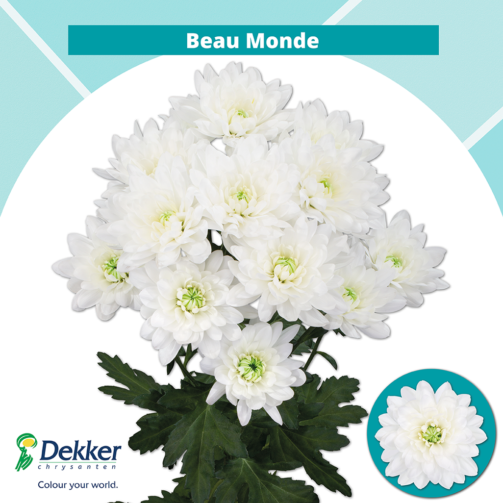 Хризантема куст. Бомонд 70, шт.