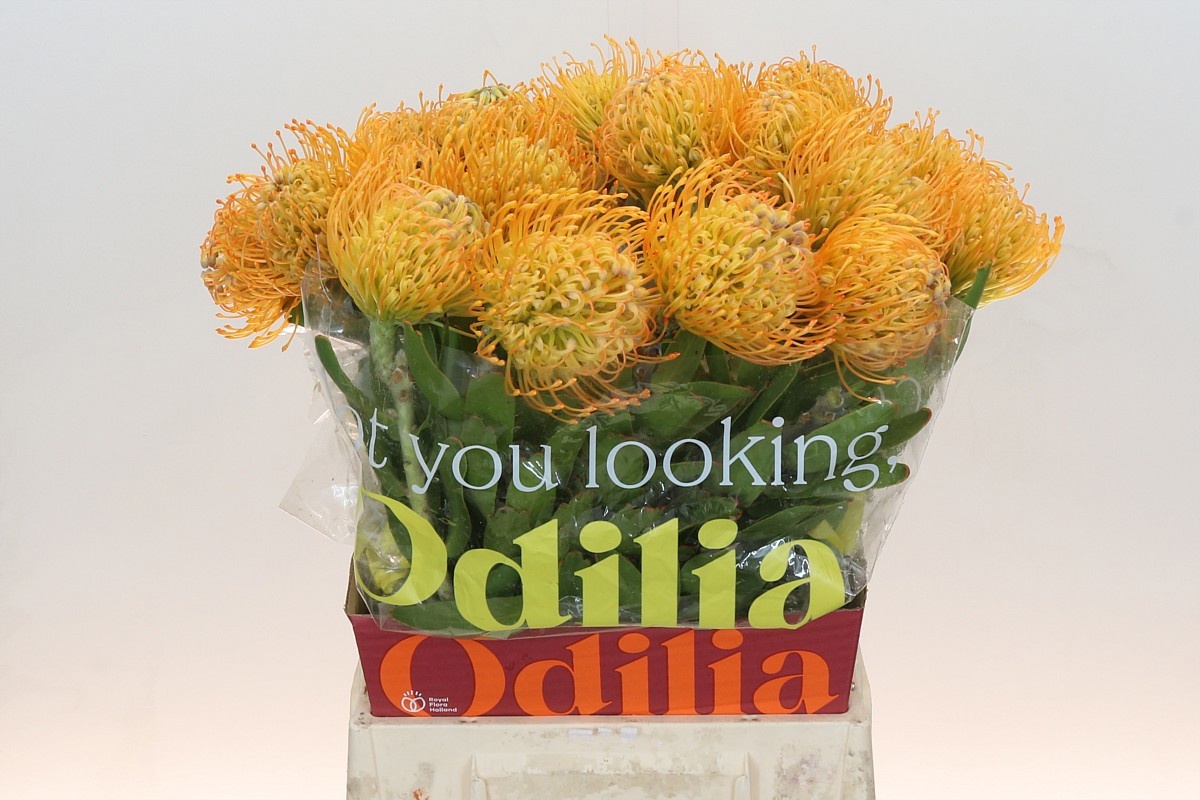 Нутанс Елена 50, шт.