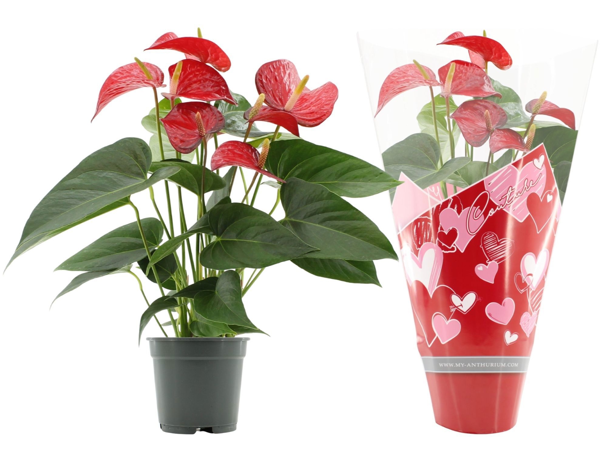 Anthurium 17 cm Red Bull in Couture Heart sleeve, D 17