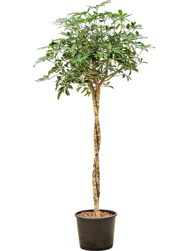 Schefflera arboricola 'Compacta', D 28 cm