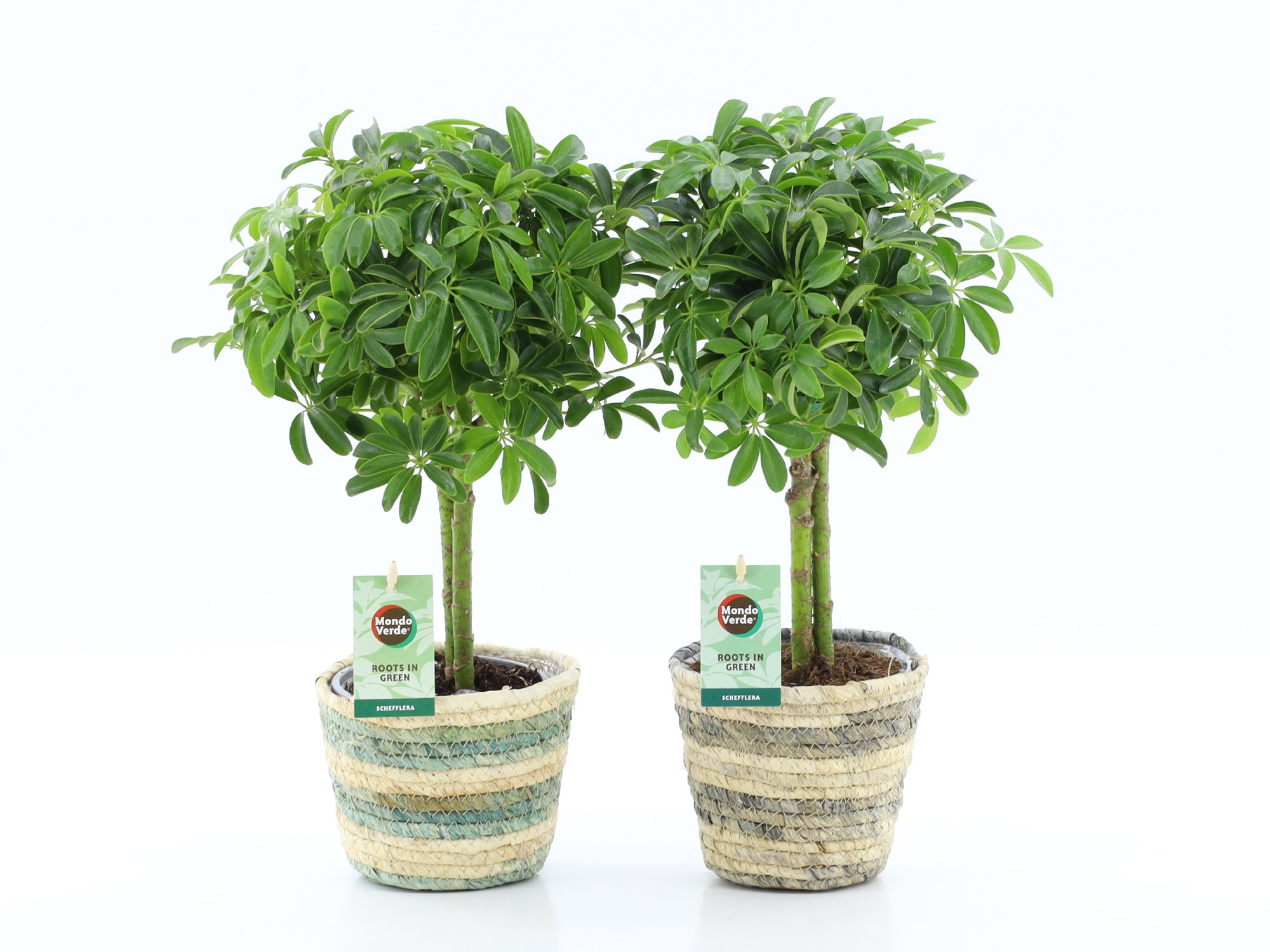 Schefflera Luseana in Noah Lines, D 14
