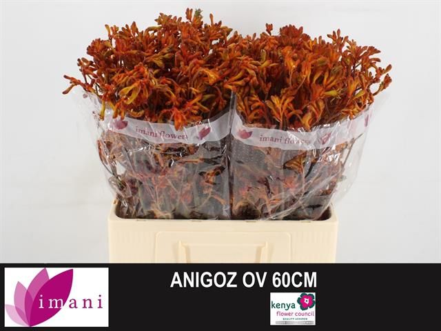 Анигозантус Овериг 60, шт.