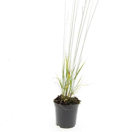 Molinia caerulea 'Heidebraut', D 14 cm