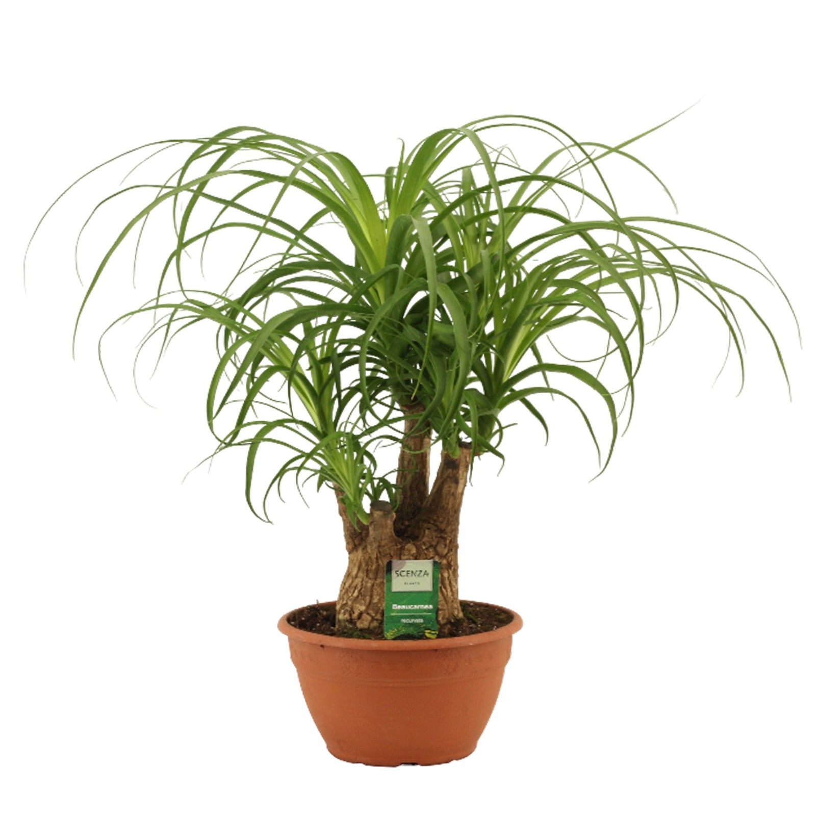 Beaucarnea compact vertakt 20 cm schaal, D 20
