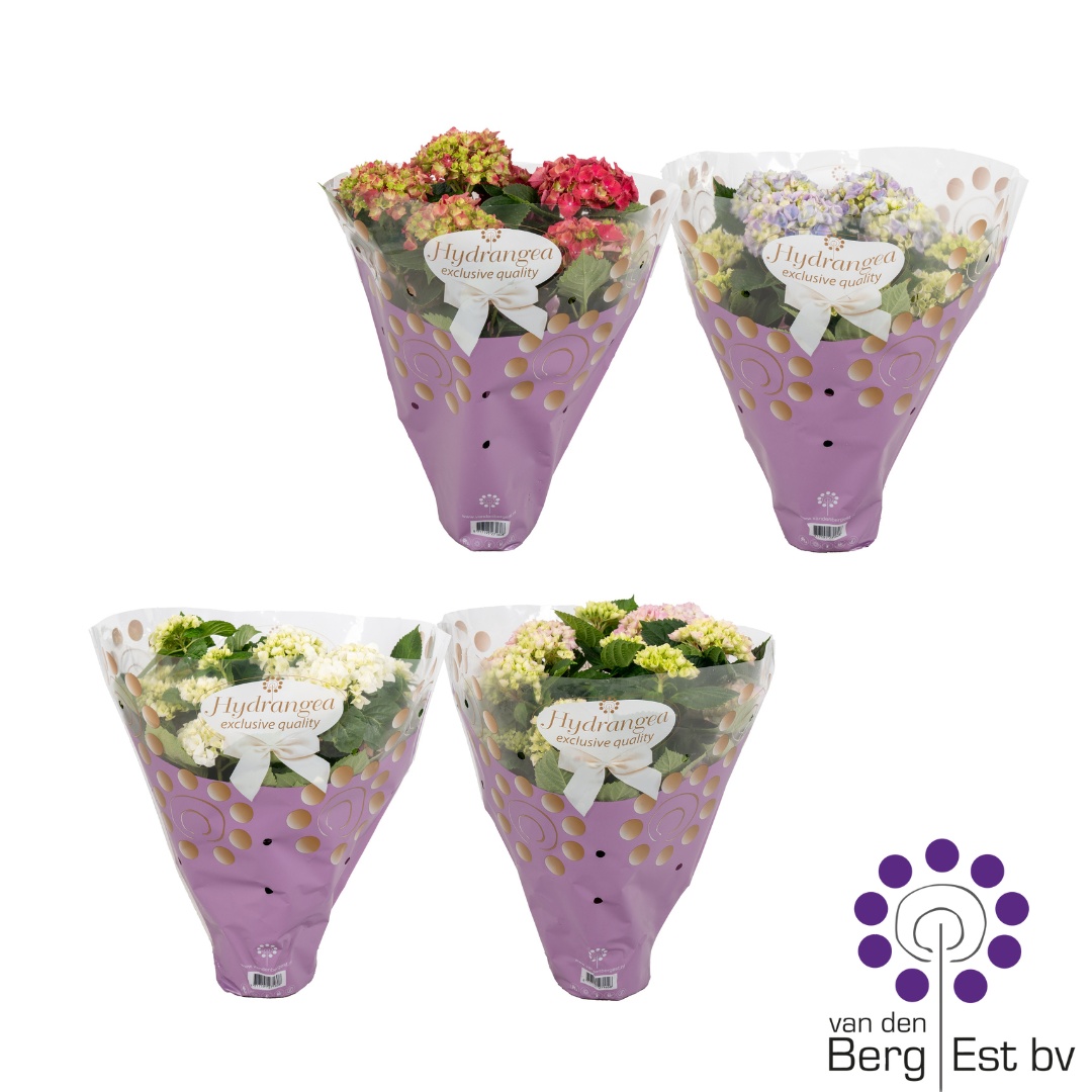 Hydrangea mix color per layer 6/10 flowers in Exclusieve hoes, D 14