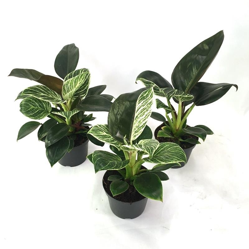 PHILODENDRON-HYBRID 'Birkin-Congo', D 12