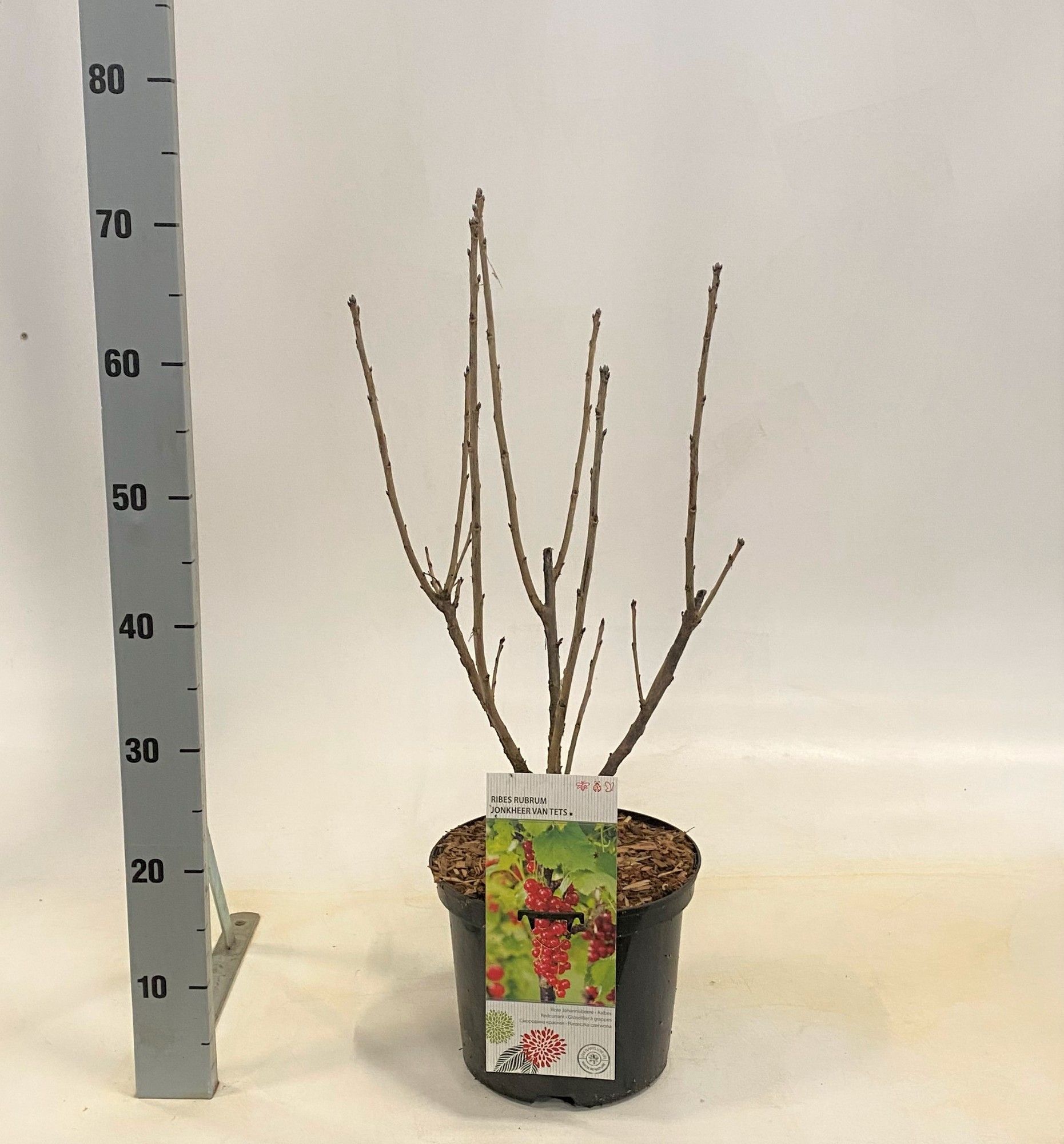 Ribes rubrum Jonkheer van Tets, D 23