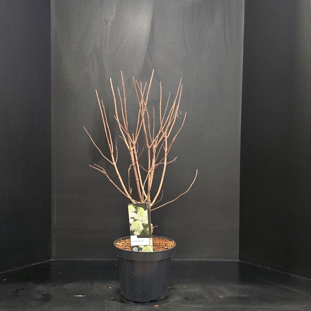 Hydrangea paniculata Phantom, D 26