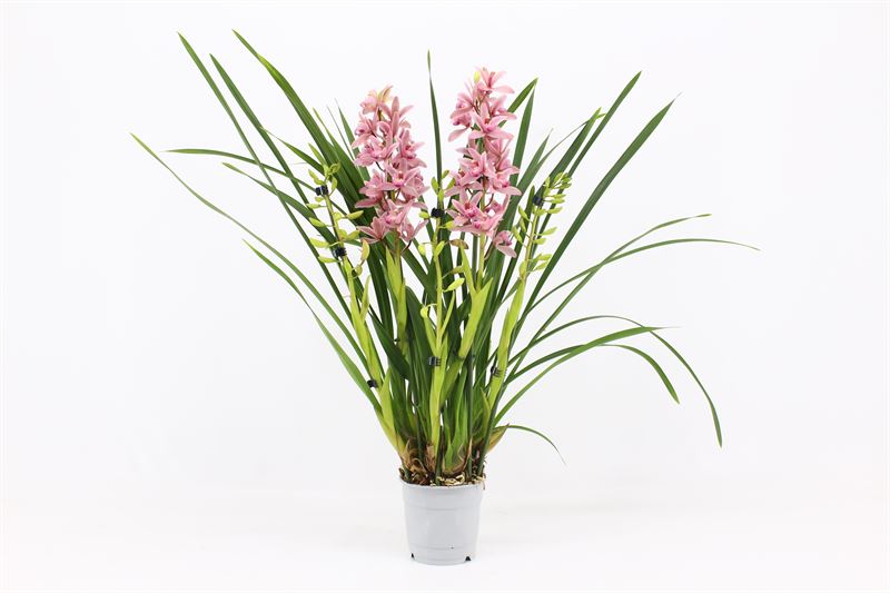 Cymbidium p12 Pinky 5T25+, D 12