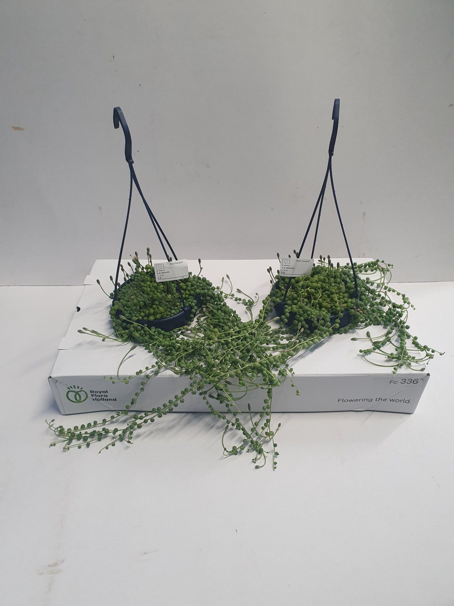 Senecio Rowleyanus, D 14