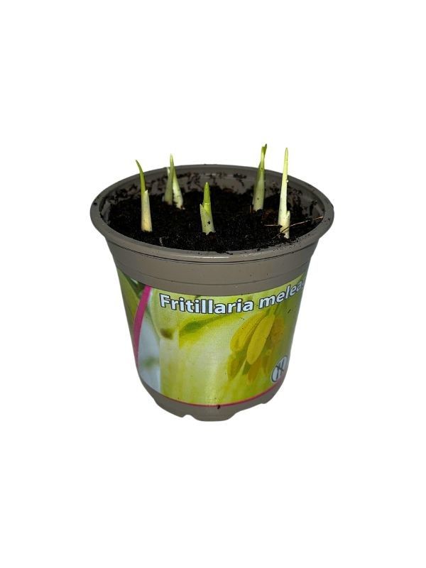 Fritillaria meleagris 'Alba', D 9,5