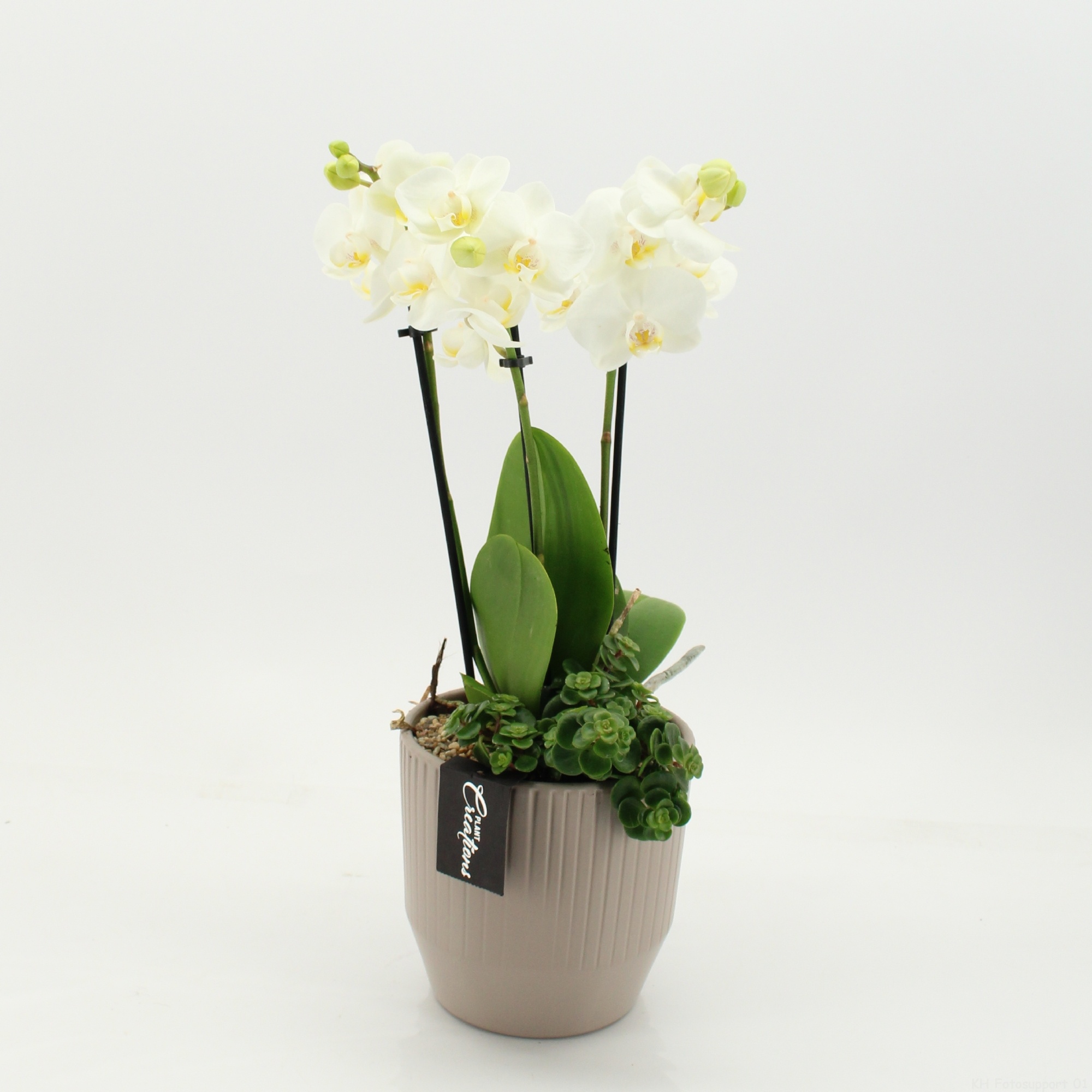 PHAL-2657W Phalaenopsis creatie, D 14