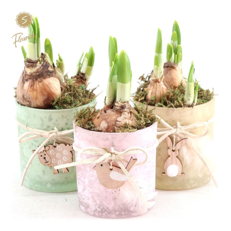 (1406) Narcissus Spring Glass [M] Mos, D 10 cm