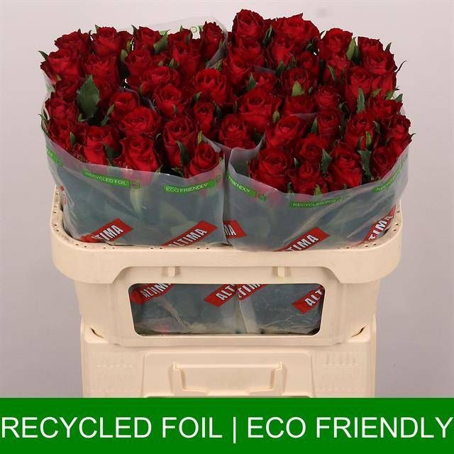 Роза од. Мадам Рэд 70, шт.