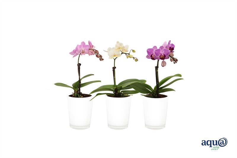 Glas pot p06 white Phal Tiny Dolls mix 1T07+ Aqu@, D 6