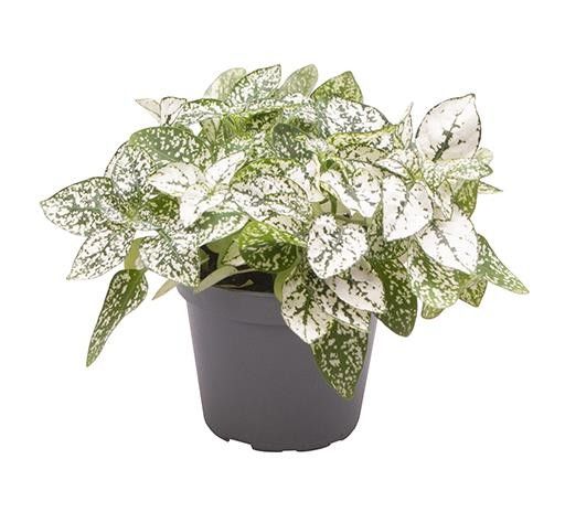 HYPOESTES PHYLLOSTACHYA 'HVID', D 6