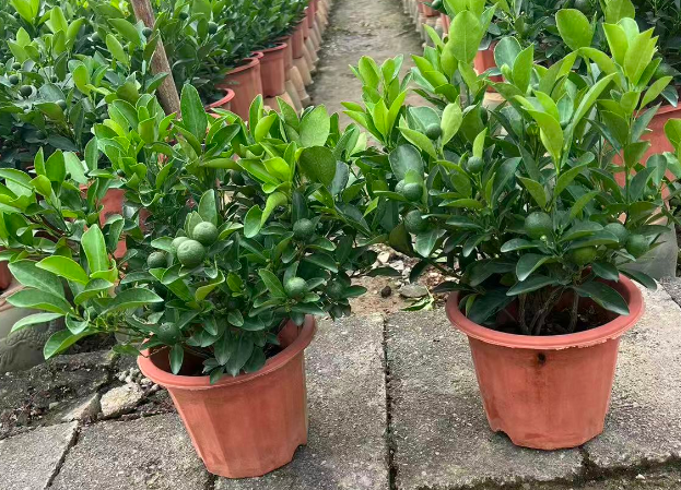 Каламондин 230 орангес 230 40