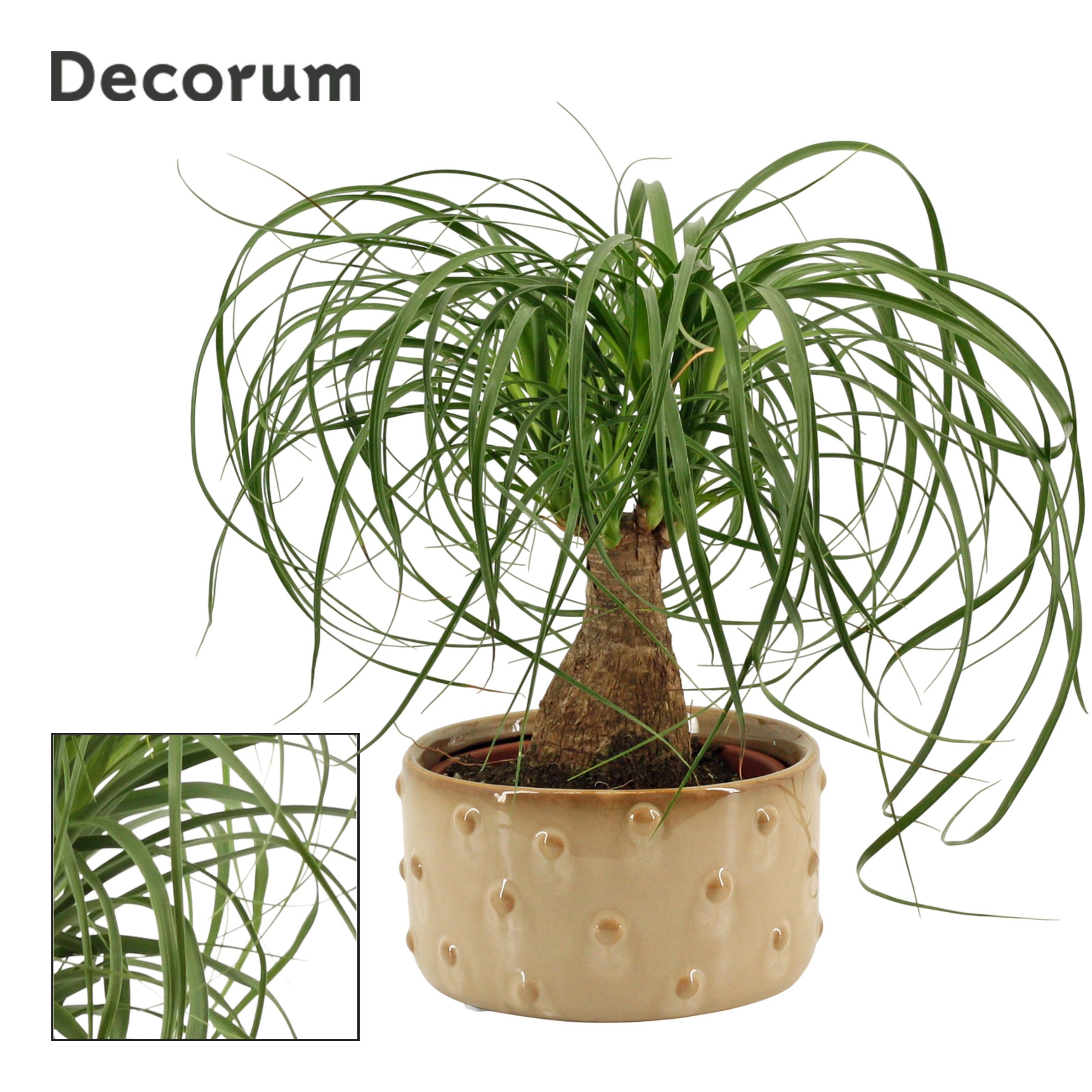 Beaucarnea Recht 16 cm in Belle schaal (Deco-collection), D 16