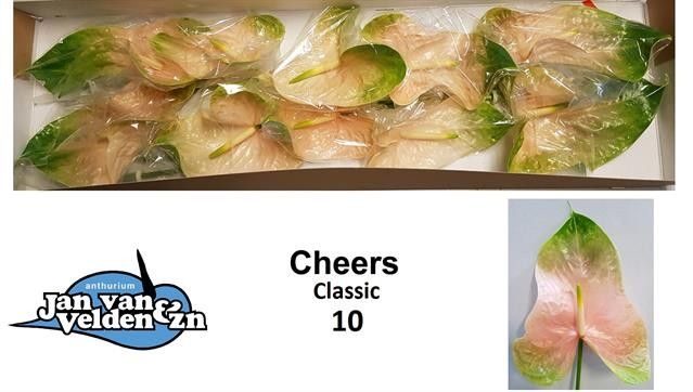 Антуриум Чирс (сальм.) x10, шт.