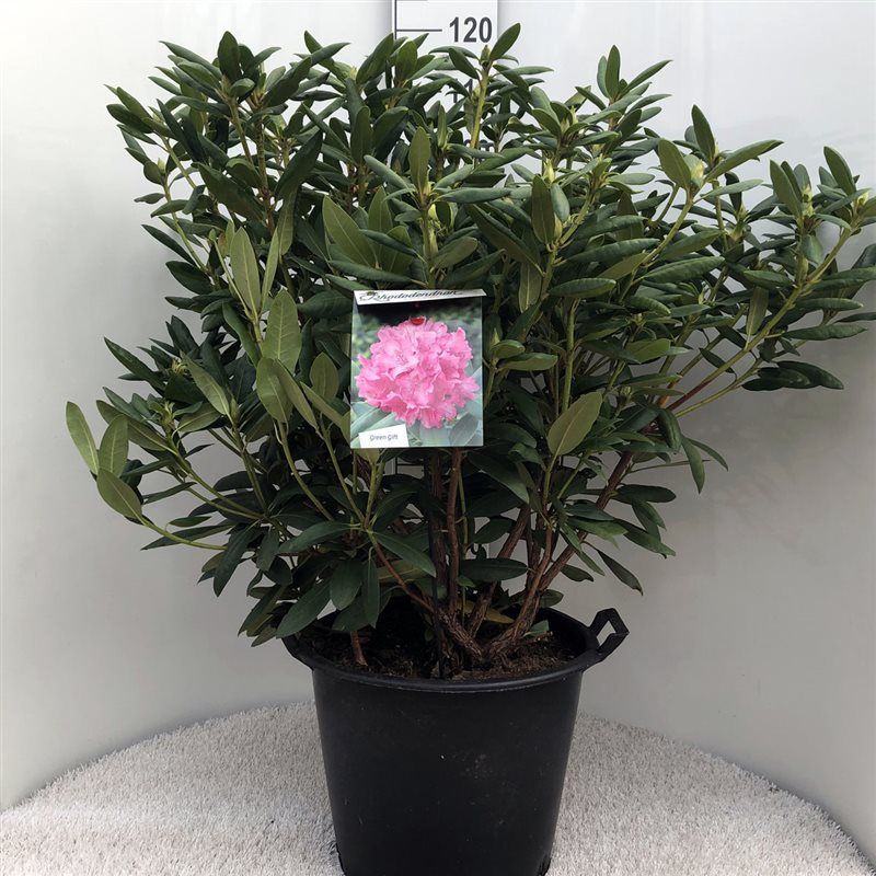 Rhodo. 'Roseum Elegans' pink, D 40 cm