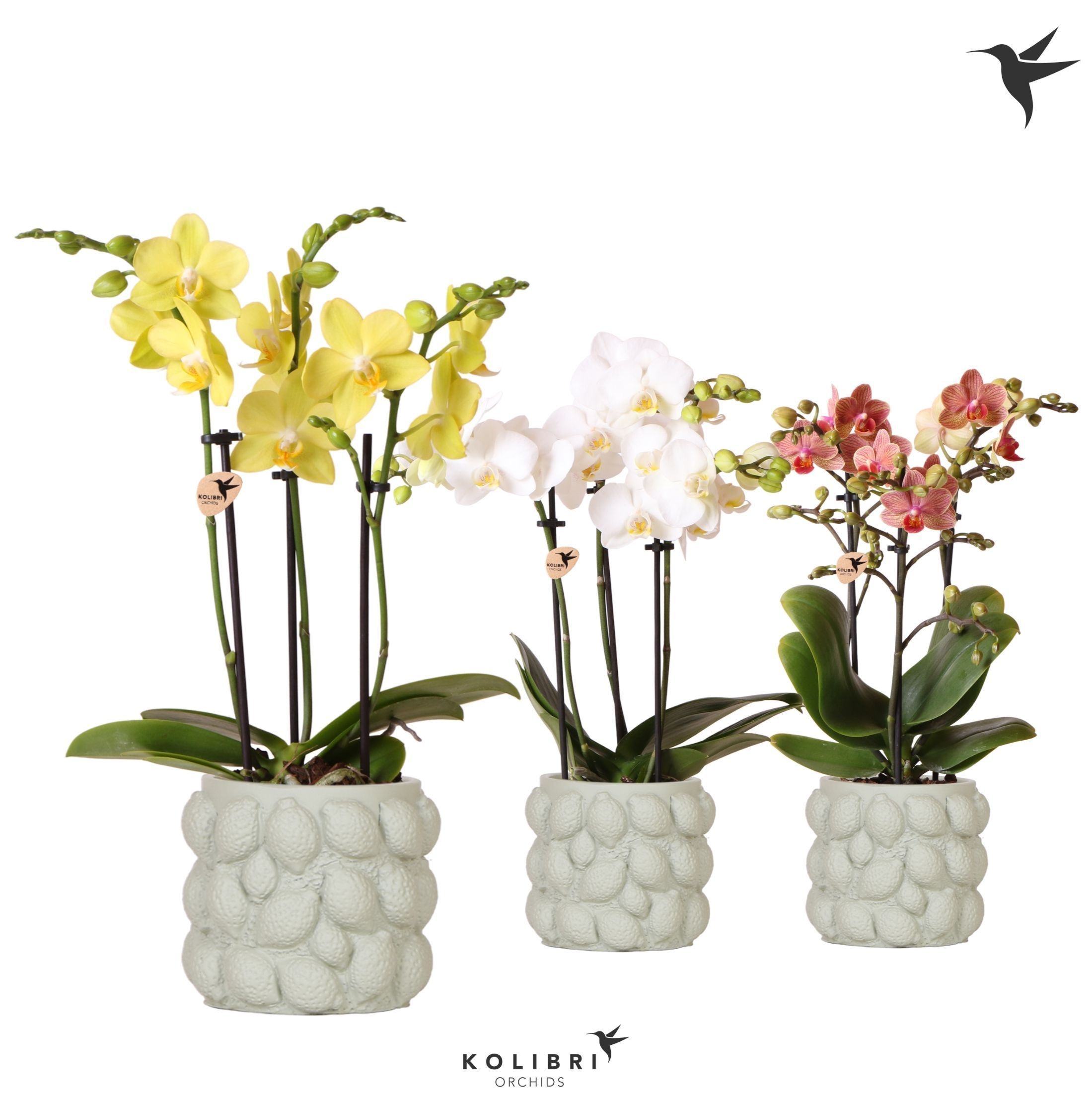 Kolibri Orchids Phalaenopsis mix 3 spike in Citrus pot green, D 9