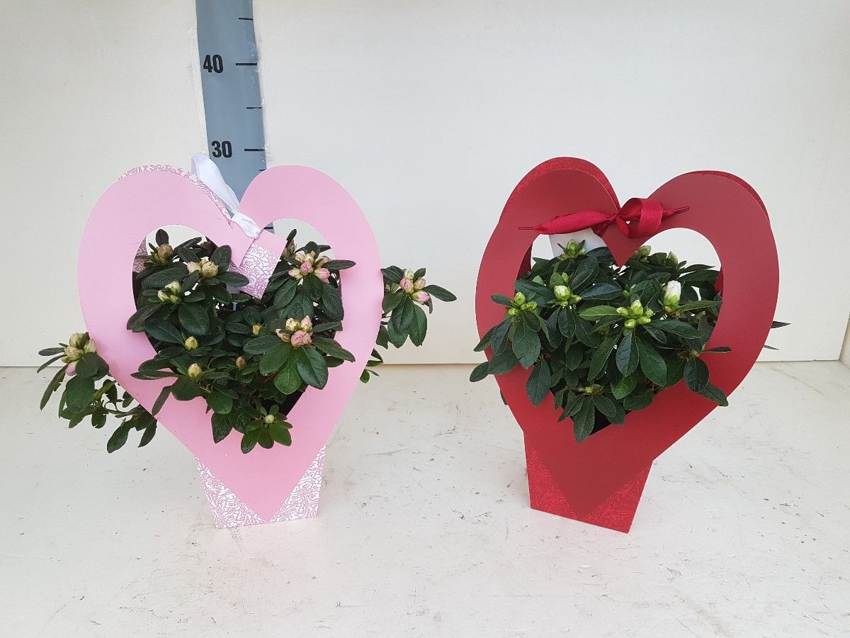 AZALEA VALENTIJN HARTJE 25 CM, D 12
