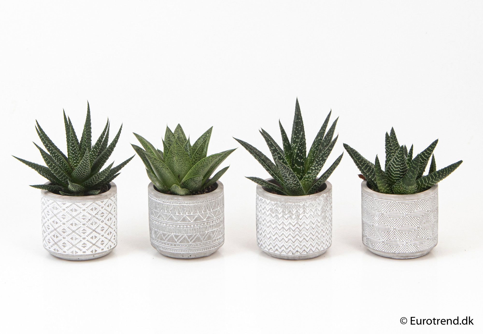 Haworthia mix in ceramic - New Look 2025, D 6
