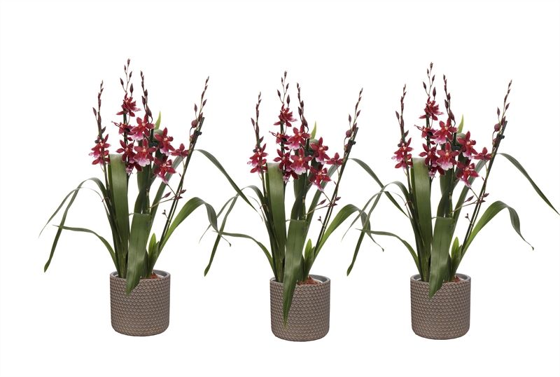 Betonpot p12 Joyce Cambria Barrocco Red 3-4T27+ regular, D 12