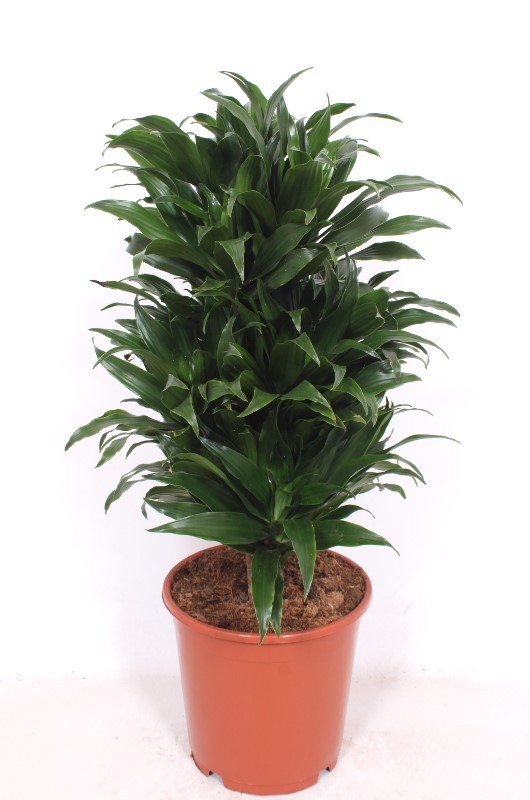 Dracaena Compacta, D 24