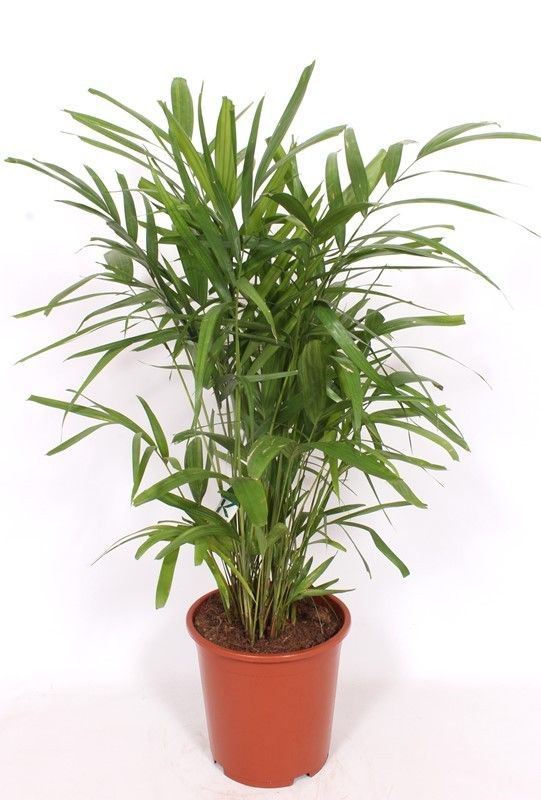 Pthychosperma macarthurii, D 27