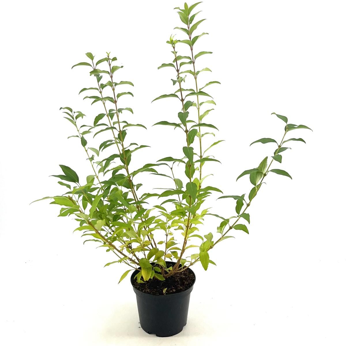 Forsythia int. 'Minigold', D 19