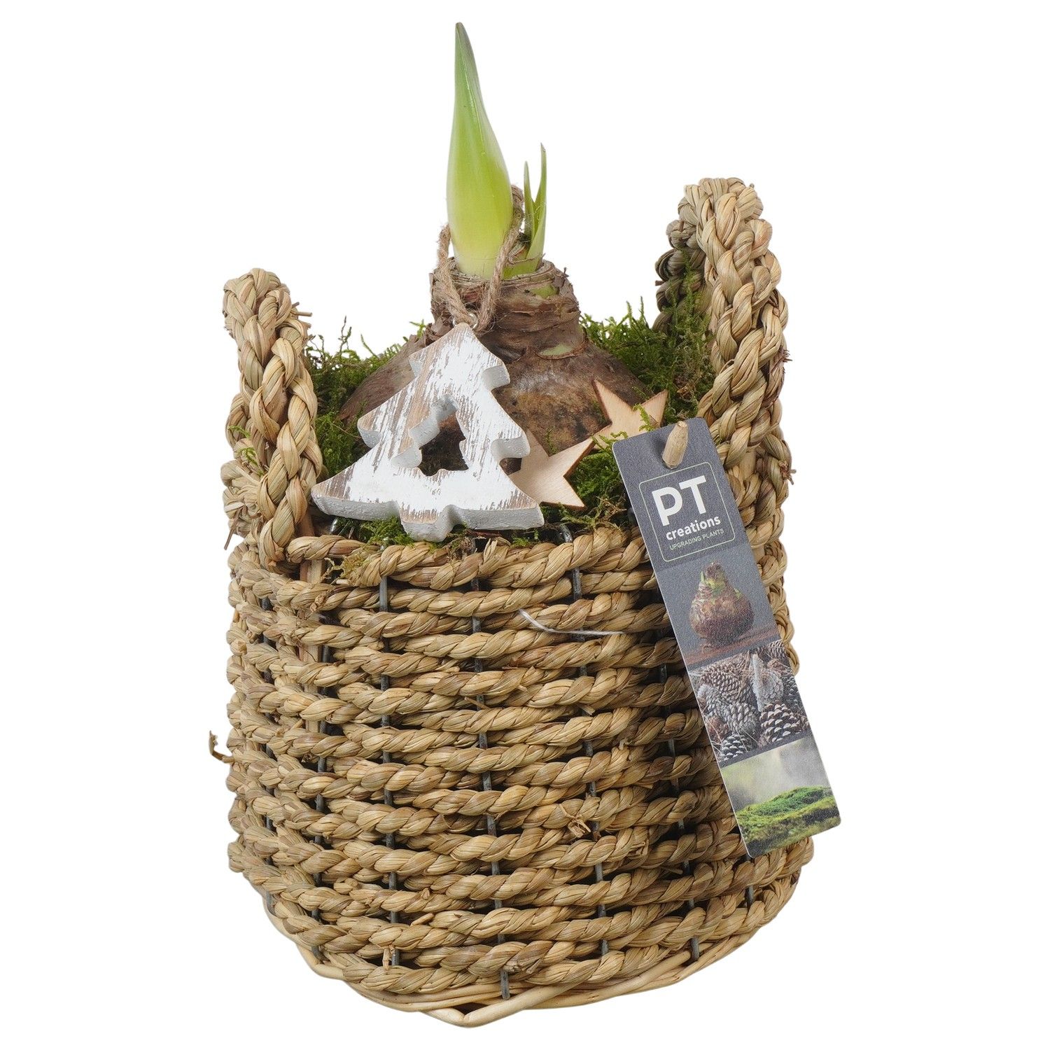 PTACH5897 Arrangement Amaryllis Christmas in rieten mand, D 15 cm