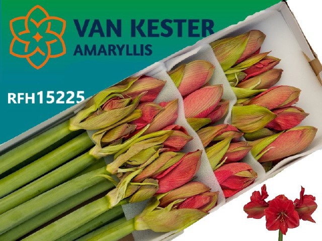 Амарилис Геркулес (ярко-роз.) x15, шт.