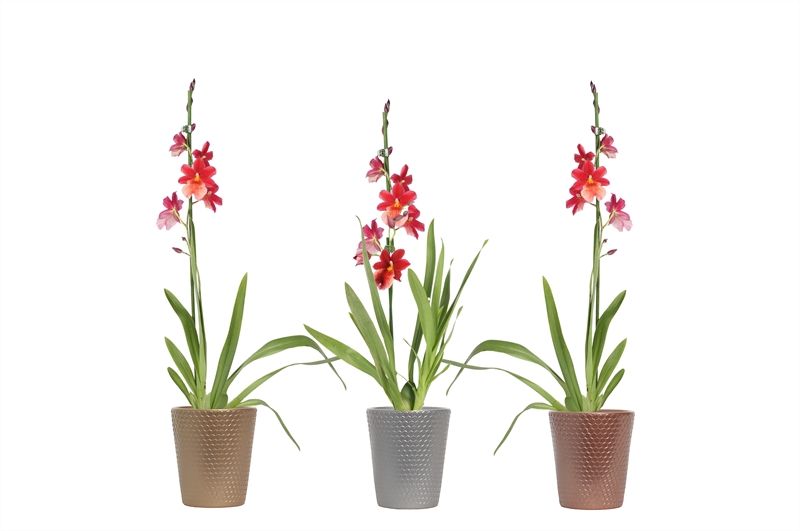 Zoe dots luxury mix Cambria Nelly Isler 1T08+, D 12 cm