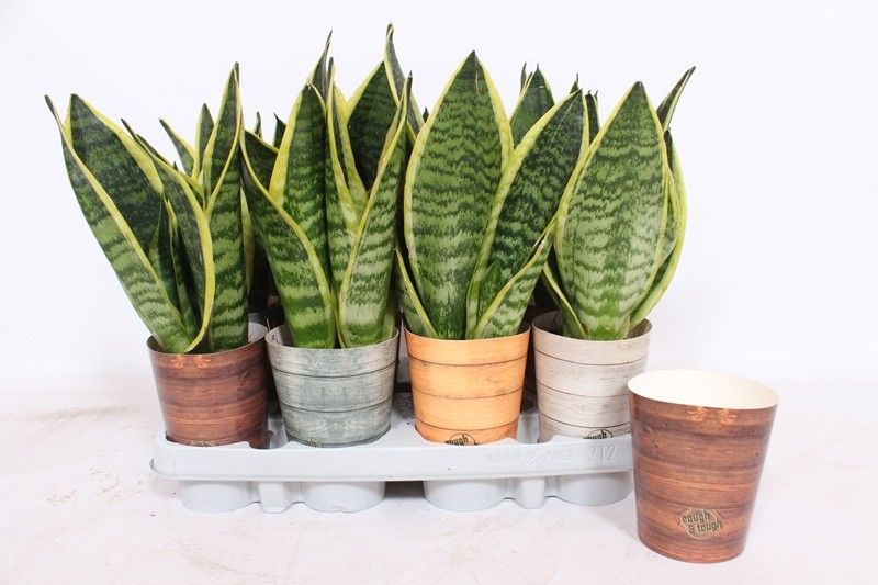Sansevieria Superba in Rough & Tough cup, D 9