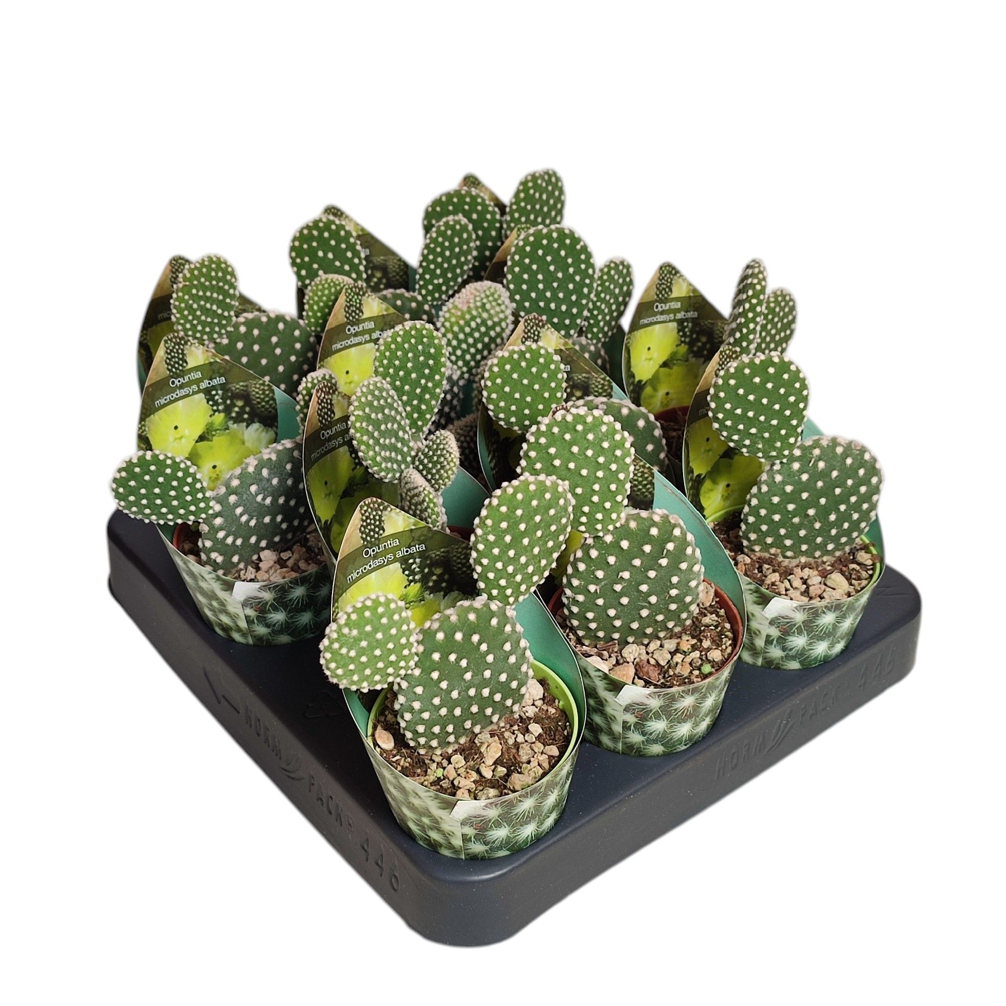 OPUNTIA MICRODASYS ALBATA - POT Ø 6,5 WITH POTCOVER (CACTUS), D 6,5 cm