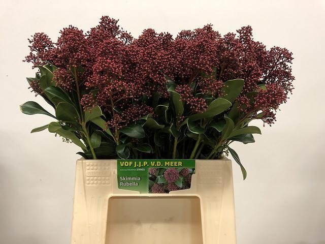 Скимия Рубелла за пучок 40 (красн.), пуч.