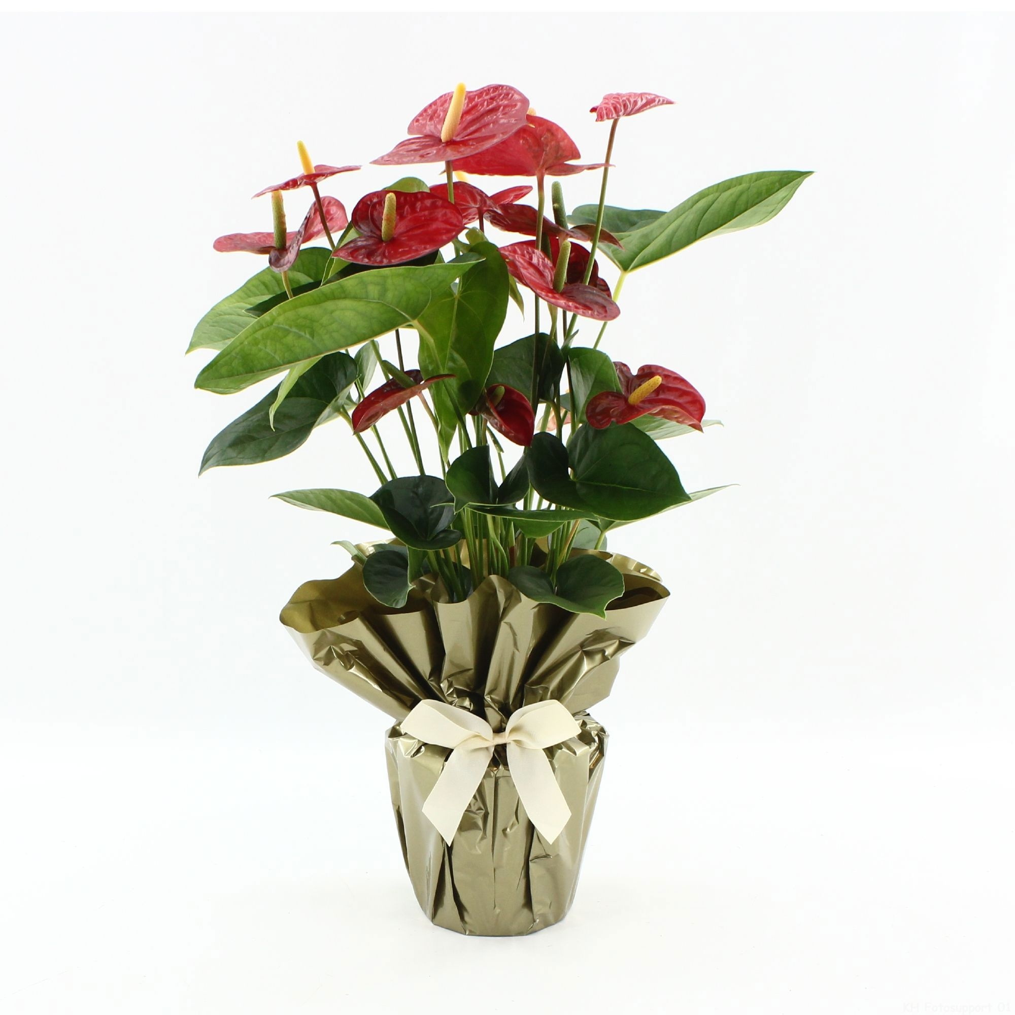 Anthurium 17 cm Jambo Red in Rondello gold + bow, D 17